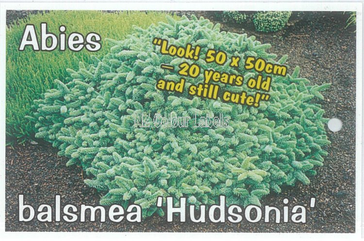 ABIES Balsamia Hudsonii - Click Image to Close