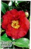 CAMELLIA Alfons