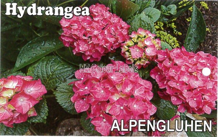 HYDRANGEA Alpengluhen - Click Image to Close