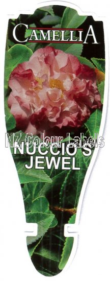 CAMELLIA Nuccio's Jewel - Click Image to Close