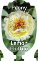 PAEONIA LEMON CHIFFON