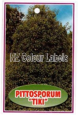 PITTOSPORUM Tiki - Click Image to Close