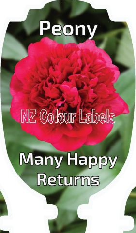 PAEONIA MANY HAPPY RETURNS - Click Image to Close