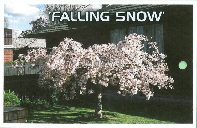 PRUNUS subhirtella FALLING SNOW - Click Image to Close