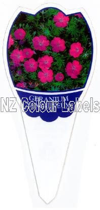 GERANIUM sanguinuem (Cranesbill) - Click Image to Close