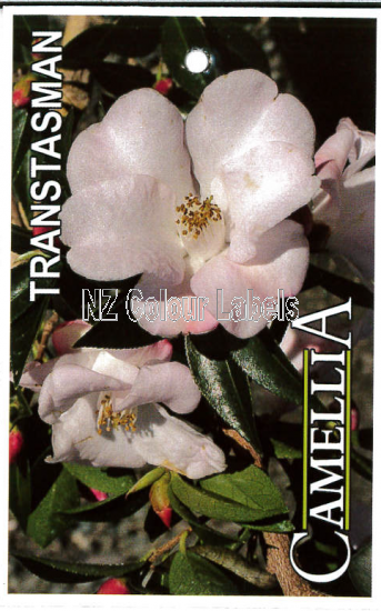 CAMELLIA Transtasman - Click Image to Close