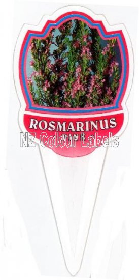 ROSMARINUS Pink - Click Image to Close