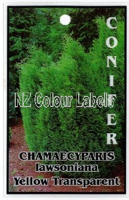 CHAMAECYPARIS l. Yellow Transparent - Click Image to Close