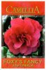 CAMELLIA Fox's Fancy