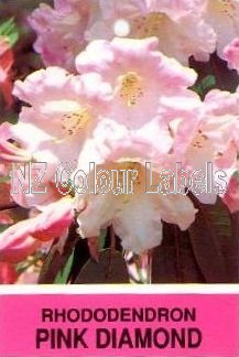 RHODODENDRON Loderi Pink Diamond - Click Image to Close