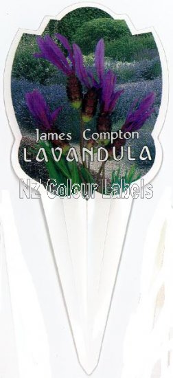 LAVANDUA stoechas James Compton - Click Image to Close