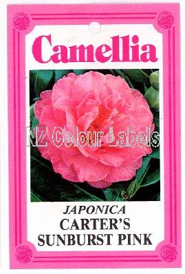 CAMELLIA Carter's Sunburst Pink Jap - Click Image to Close