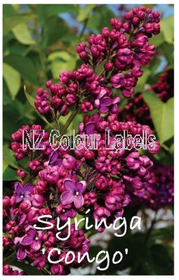 SYRINGA CONGO - Click Image to Close