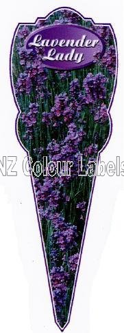 LAVANDUA Lavender Lady - Click Image to Close