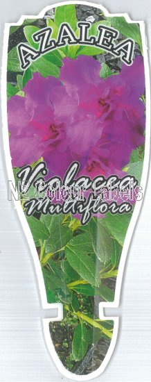 AZALEA Evergreen VIOLACEA MULTIFLORA - Click Image to Close