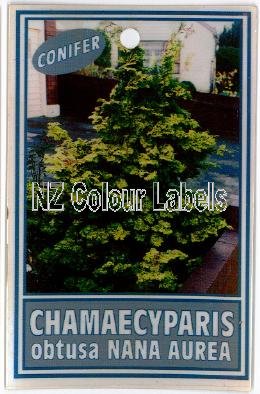 CHAMAECYPARIS obtusa Nana Aurea - Click Image to Close