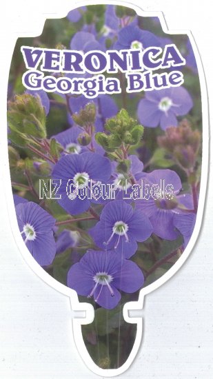 VERONICA Georgia Blue - Click Image to Close