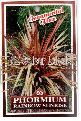 PHORMIUM Rainbow Sunrise - Click Image to Close