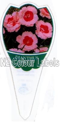 DIANTHUS Pretty - Click Image to Close