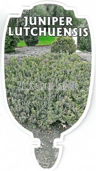 JUNIPERUS taxifolia LUTCHUENSIS - Click Image to Close