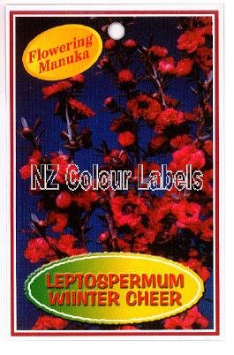 LEPTOSPERMUM Winter Cheer - Click Image to Close