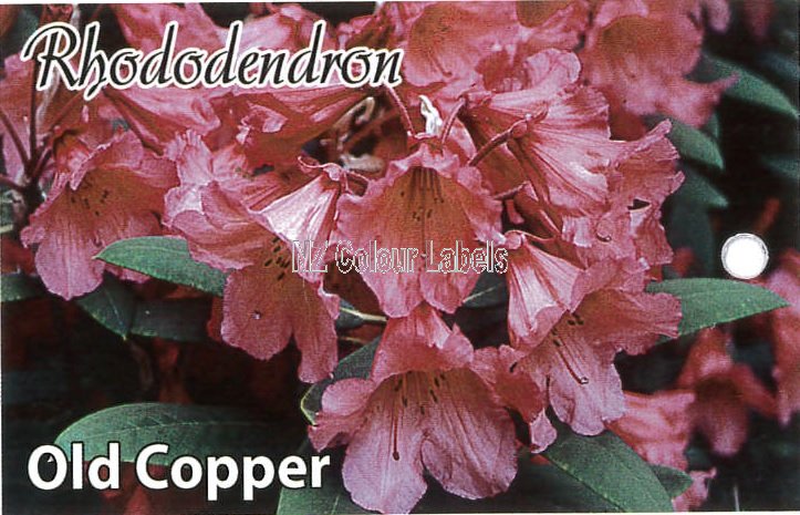 RHODODENDRON Old Copper - Click Image to Close