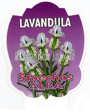 LAVANDUA stoechas Alba - Click Image to Close