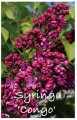 SYRINGA CONGO