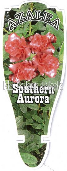 AZALEA Evergreen SOUTHERN AURORA - Click Image to Close