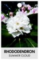 RHODODENDRON SUMMER CLOUD RHODODENDRON SUMMER CLOUD