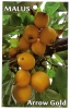 MALUS Arrow Gold