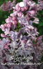 SYRINGA Katherine Havemeyer