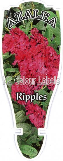 AZALEA Evergreen RIPPLES - Click Image to Close