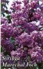 SYRINGA Marchal Foch