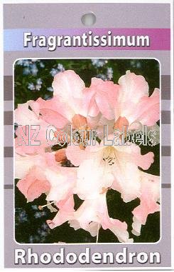 RHODODENDRON Fragrantissimum - Click Image to Close