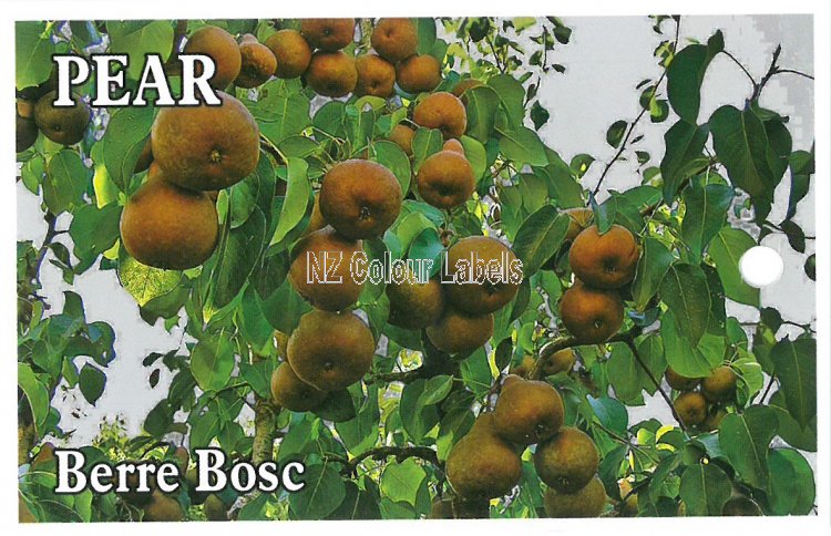 PEAR Beurre Bosc - Click Image to Close