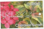 CORNUS florida Cherokee Sunset