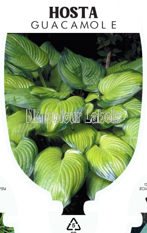 HOSTA GUACAMOLE - Click Image to Close