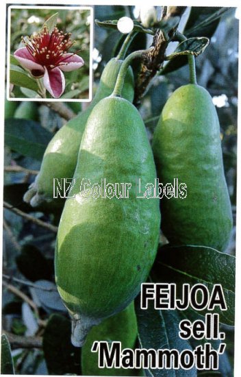 FEIJOA Mammoth - Click Image to Close