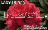 RHODODENDRON Lady In Red