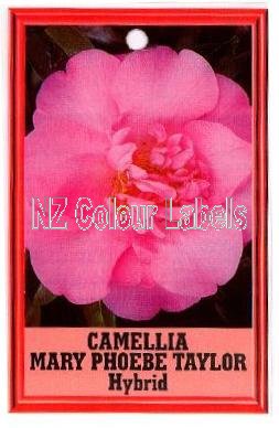 CAMELLIA Mary Phoebe Taylor Hybrid - Click Image to Close