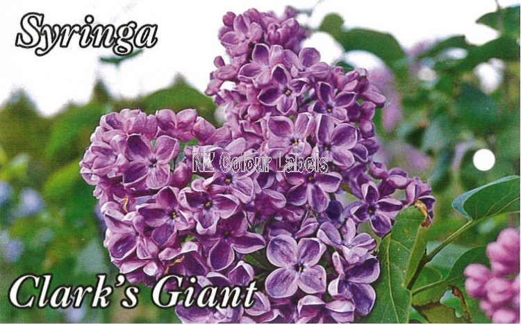 SYRINGA Clarks Giant - Click Image to Close