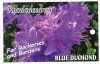 RHODODENDRON Blue Diamond