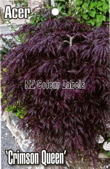 ACER palmatum Dissectum Crimson Queen - Click Image to Close