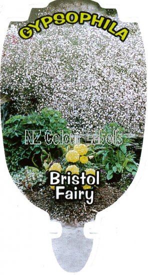 GYPSOPHILA Bristol Fairy - Click Image to Close