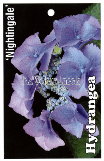 HYDRANGEA Nightingale - Click Image to Close