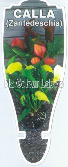 ZANTEDESCHIA - Calla - Click Image to Close