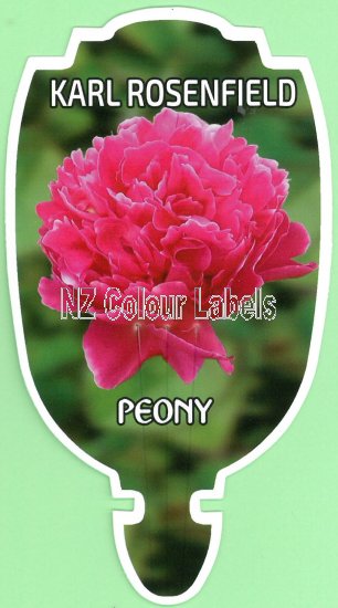 PAEONIA (Peony) Karl Rosenfield - Click Image to Close