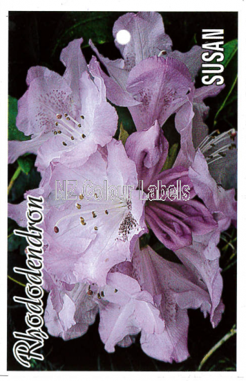 RHODODENDRON Susan - Click Image to Close