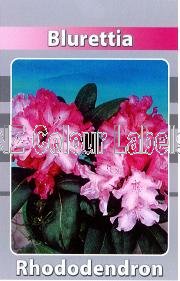 RHODODENDRON Blurettia - Click Image to Close